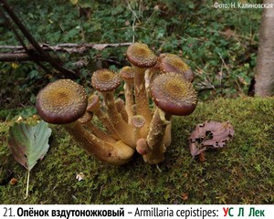 Опёнок вздутоножковый – Armillaria cepistipes